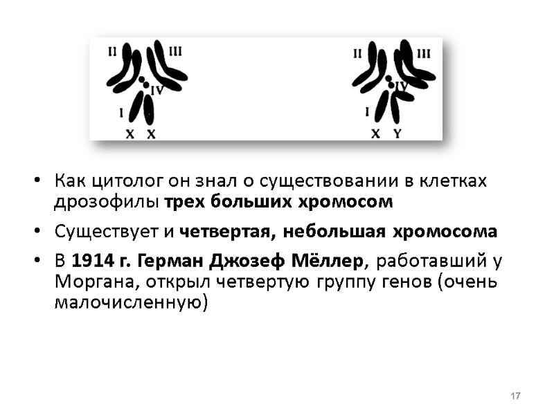 Как цитолог он знал о существовании в клетках дрозофилы трех больших хромосом Существует и